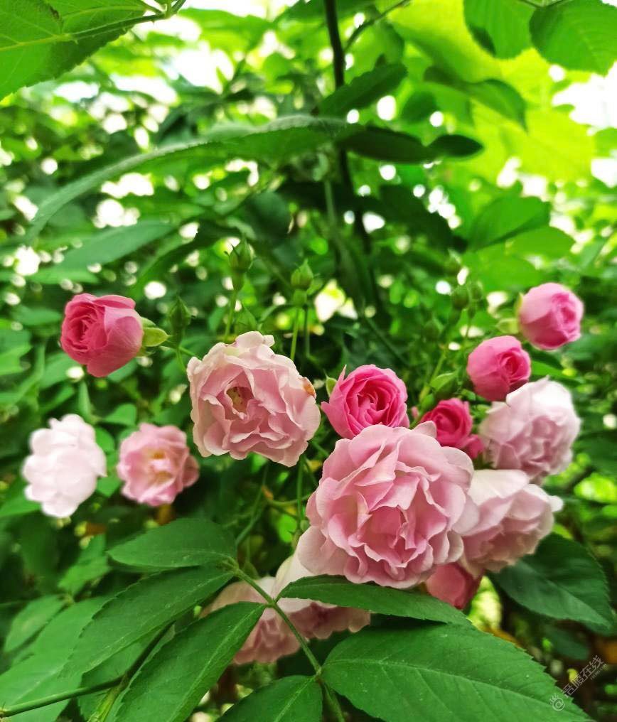 周末清晨的蔷薇花，芬芳扑鼻而来，沁人心脾-2.jpg