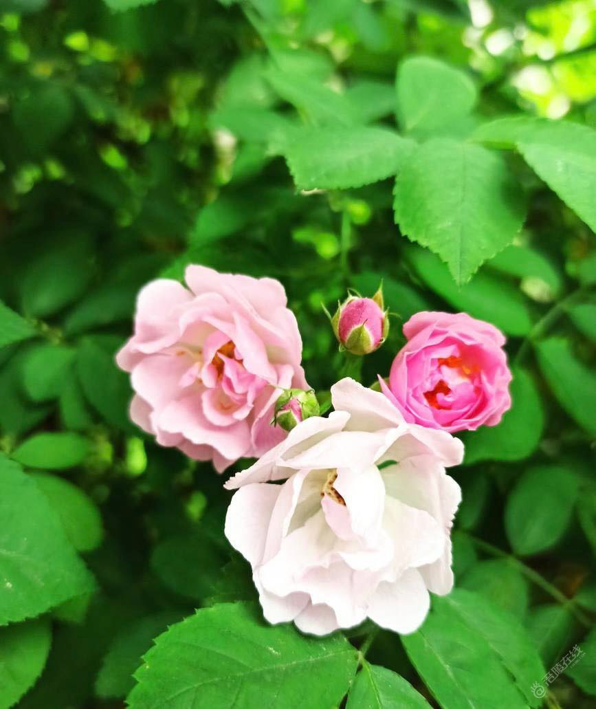 周末清晨的蔷薇花，芬芳扑鼻而来，沁人心脾-4.jpg