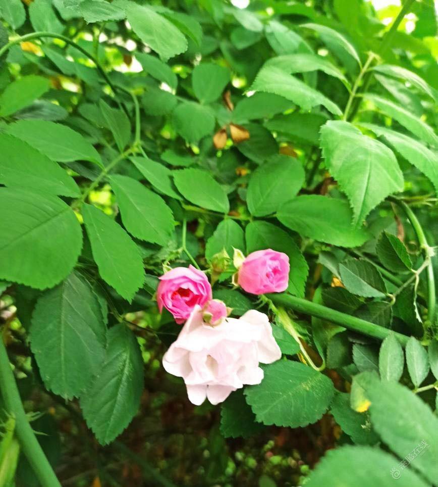 周末清晨的蔷薇花，芬芳扑鼻而来，沁人心脾-3.jpg