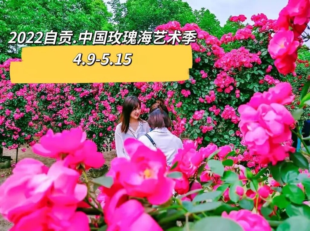 门票免费送！全国shou个花海撒欢乐园空降自贡！赏花+撒欢乐园全免费~-1.jpg