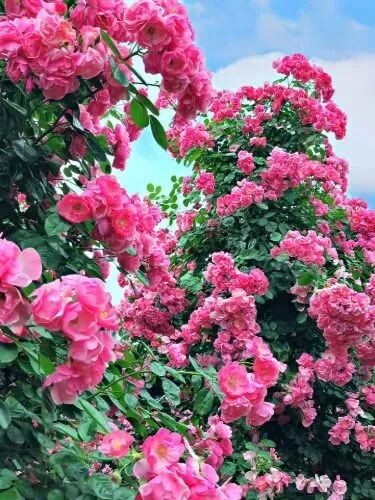 门票免费送！全国shou个花海撒欢乐园空降自贡！赏花+撒欢乐园全免费~-11.jpg