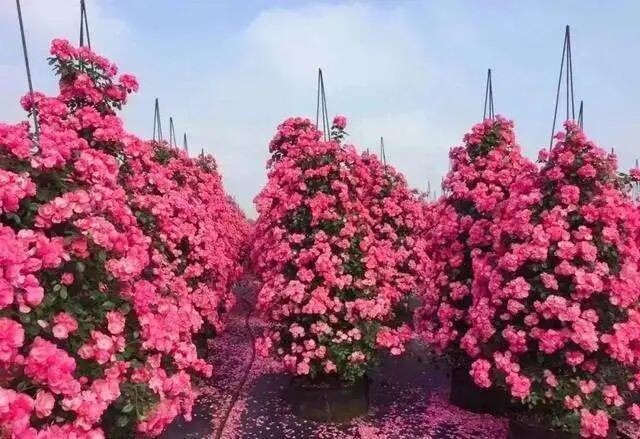 门票免费送！全国shou个花海撒欢乐园空降自贡！赏花+撒欢乐园全免费~-12.jpg