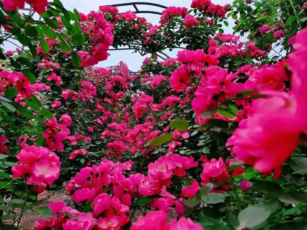 门票免费送！全国shou个花海撒欢乐园空降自贡！赏花+撒欢乐园全免费~-15.jpg