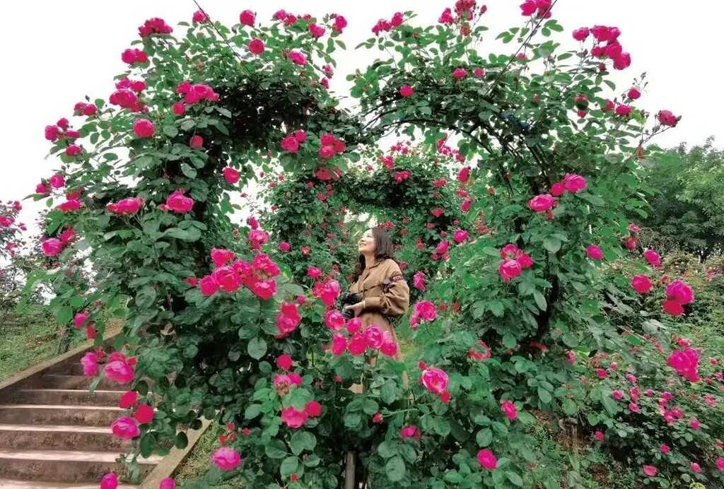 门票免费送！全国shou个花海撒欢乐园空降自贡！赏花+撒欢乐园全免费~-17.jpg