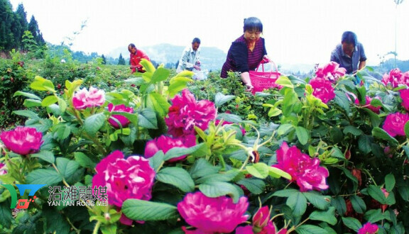 沿滩区沿滩镇：最美人民四月天 “致富玫瑰”绽芬芳-2.jpg
