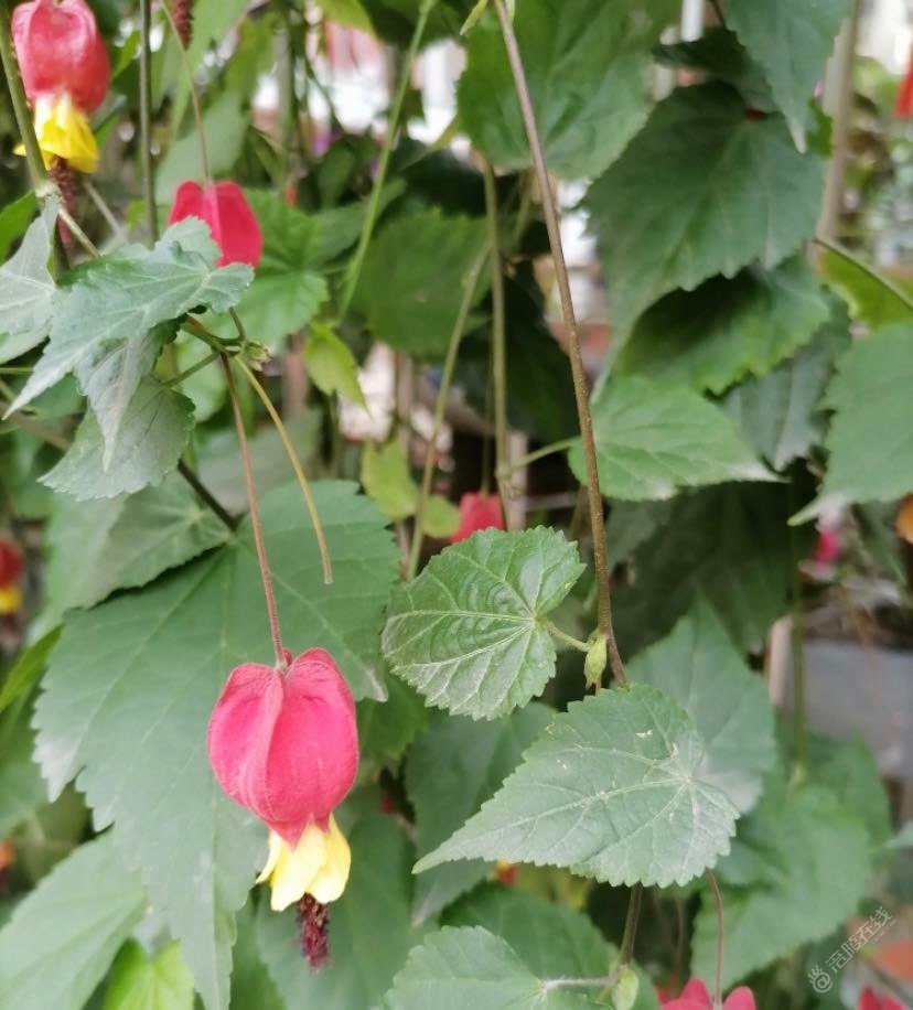 友友们，见过这个花吗？长得和灯笼一个样子。-1.jpg