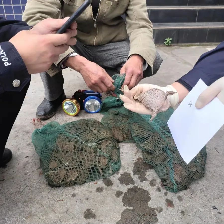 富顺人抓蟾蜍、青蛙违法！已有四人被抓！-3.jpg