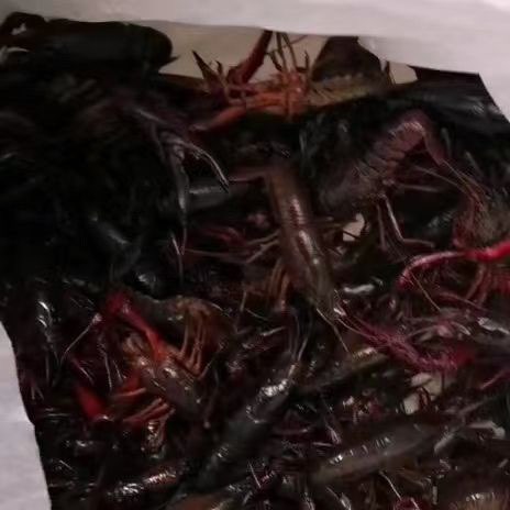野生的和养殖的龙虾，哪个好吃些？求告知-1.jpg