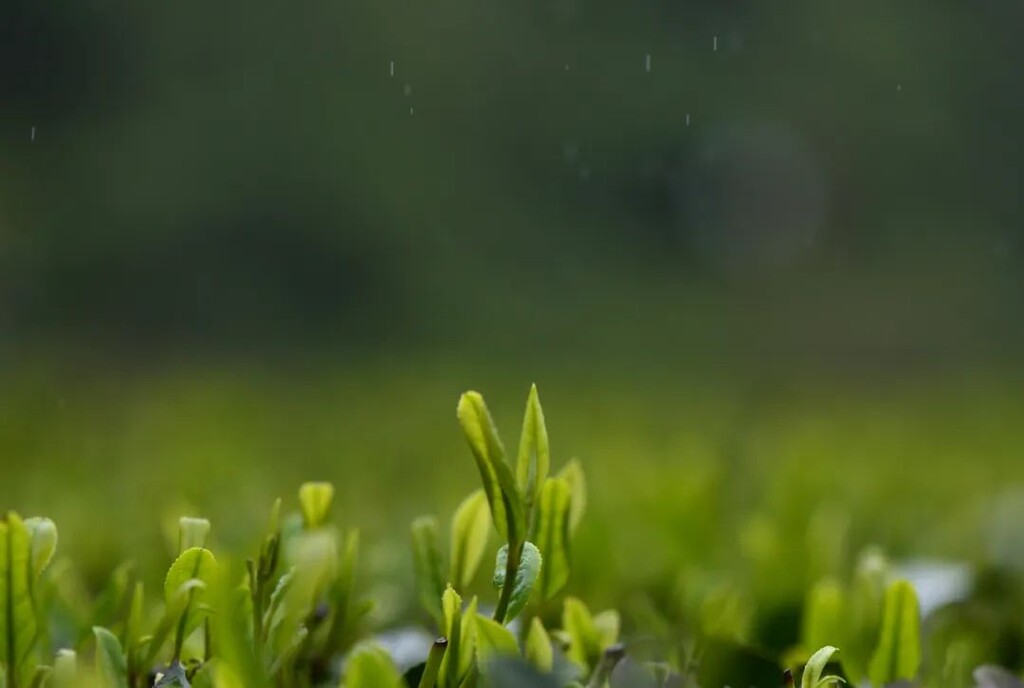 今日谷雨！-7.jpg