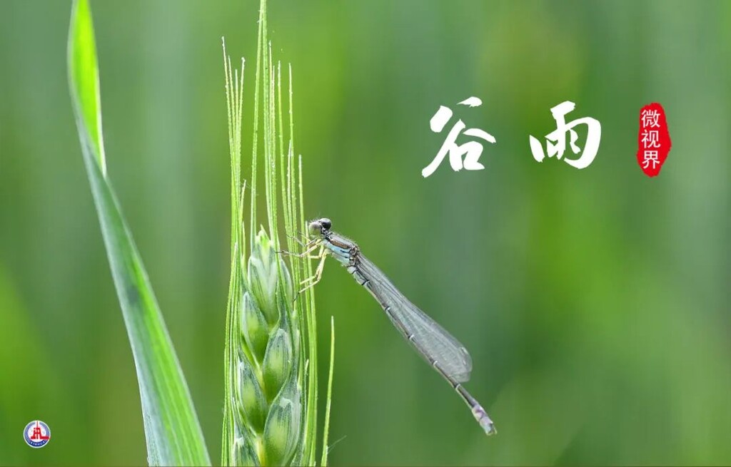 今日谷雨！-11.jpg