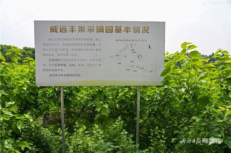 内自同城 | min甜！快到威远这里摘桑泡儿-10.jpeg