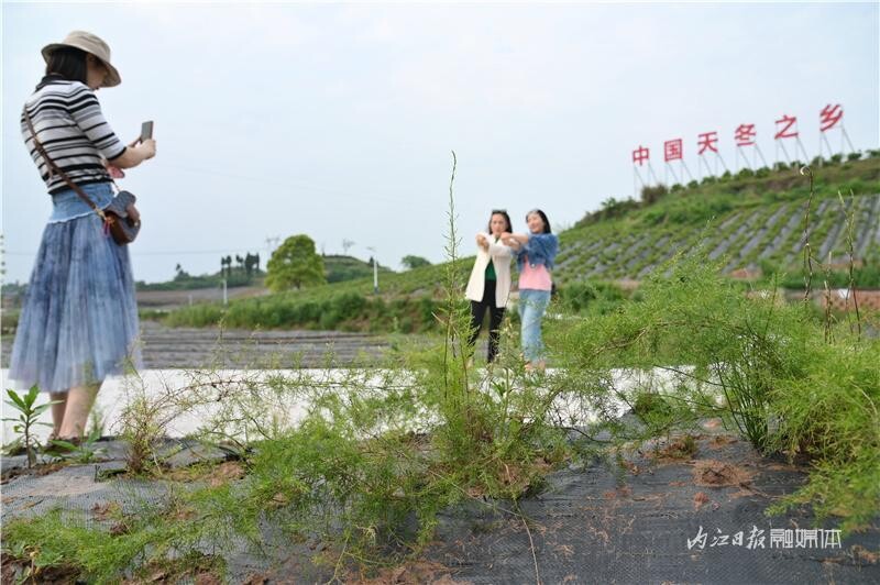 内自同城 | 哇！明星为内江天冬“代言”啦！-5.jpeg