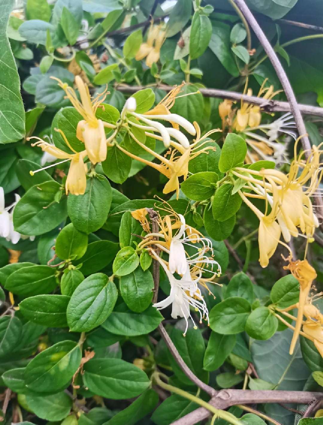 今年摘了好多金银花泡水喝-1.jpg