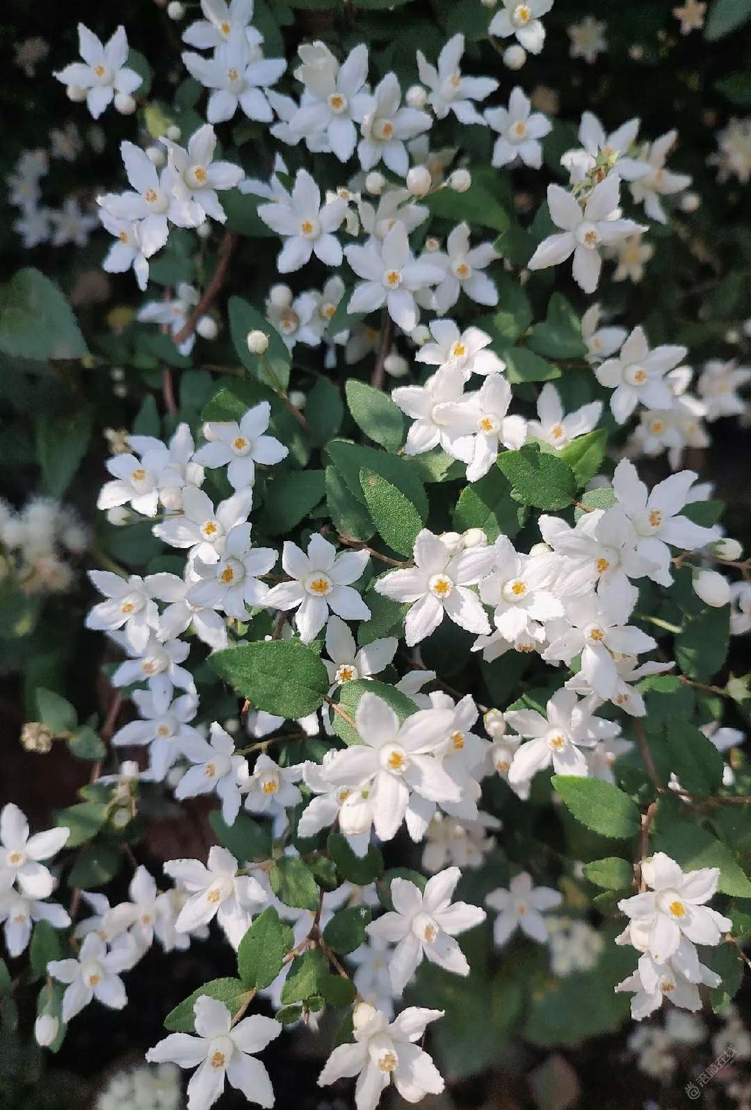 这个花还好看耶，你们见过没？-1.jpg