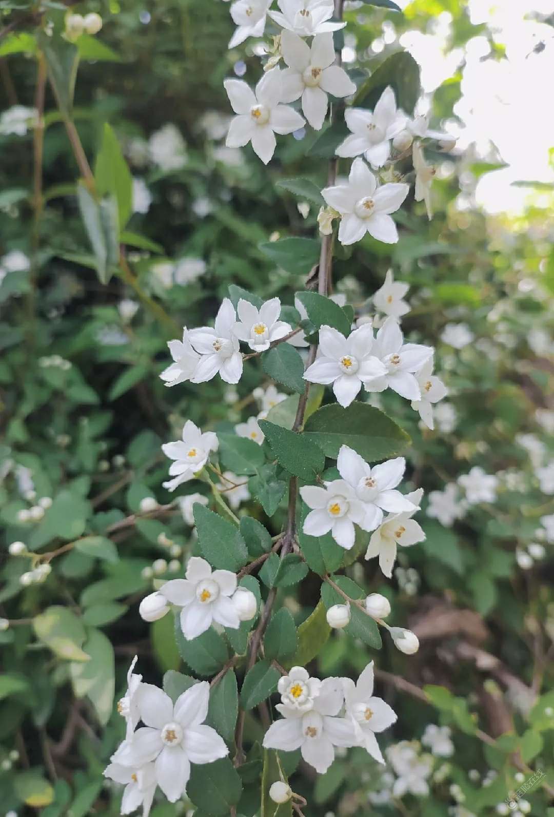 这个花还好看耶，你们见过没？-2.jpg