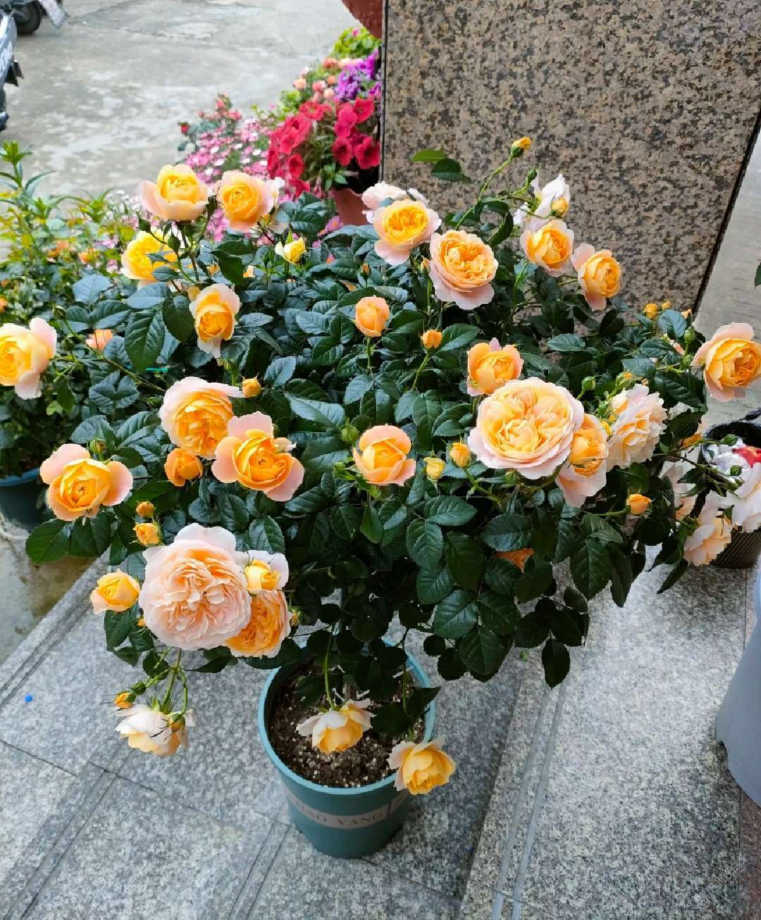 嫁接的，长得好茂盛，花也开得多-1.jpg
