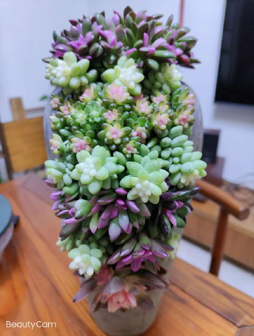 自己组装的，长出来看着还可以-1.jpg