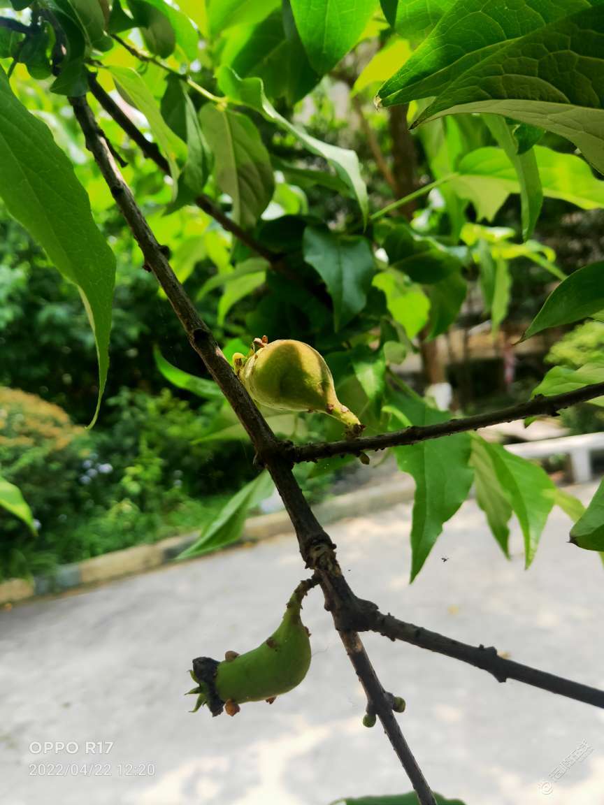 看腊梅开花，看过腊梅结果没有呢？-1.jpg