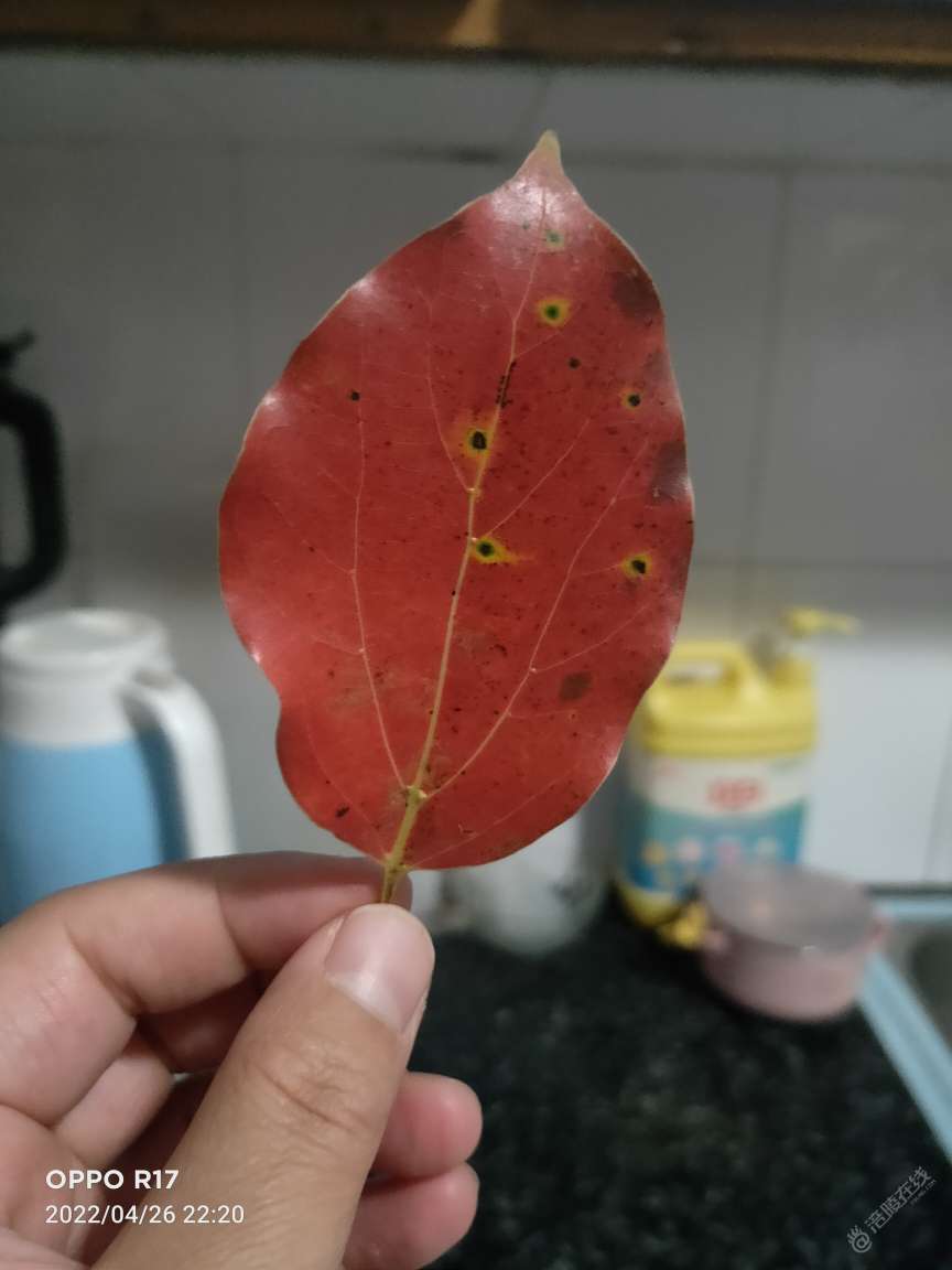 都用微波炉干过啥？-1.jpg