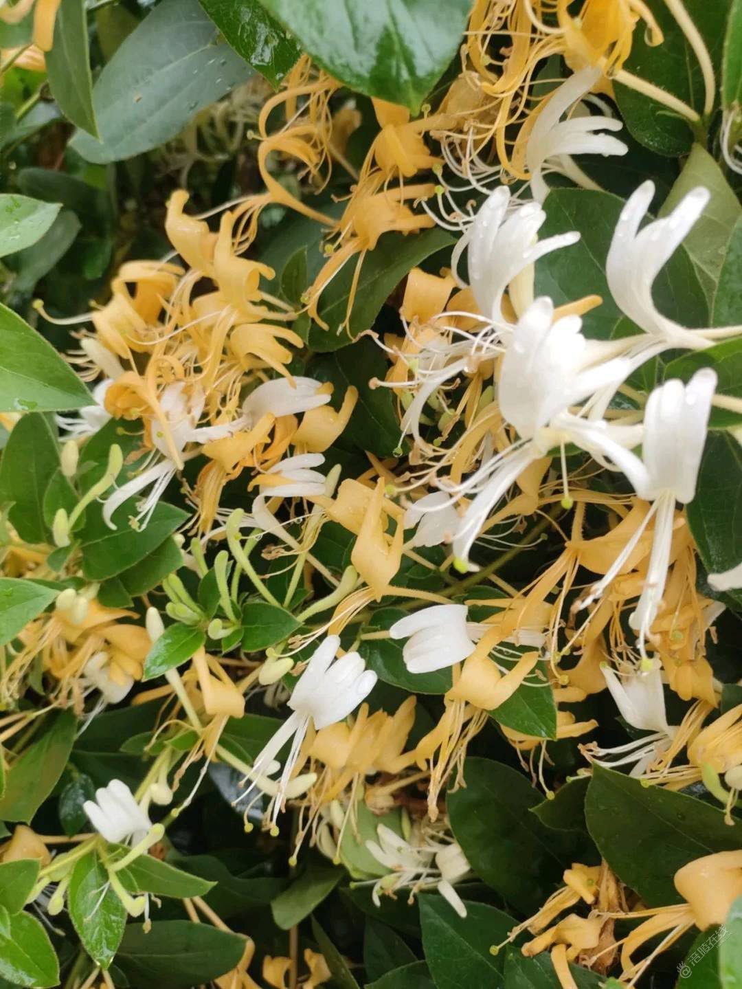 金银花是不是要晒干了才能泡水喝啊？老家山上发现好多-2.jpg