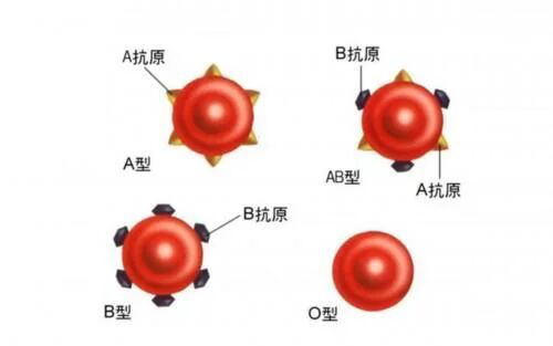 【富顺妇幼保健院】血型的奥秘，孕妇必看-2.jpg