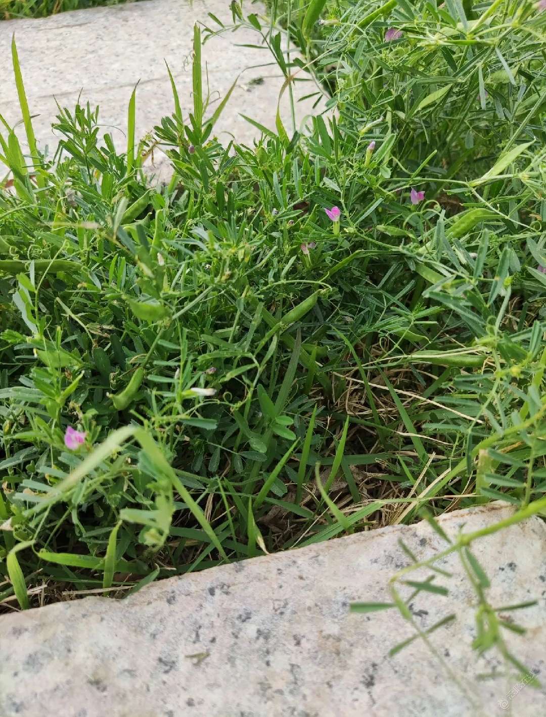 90后的朋友们小时候都会吹这个吧？-2.jpg