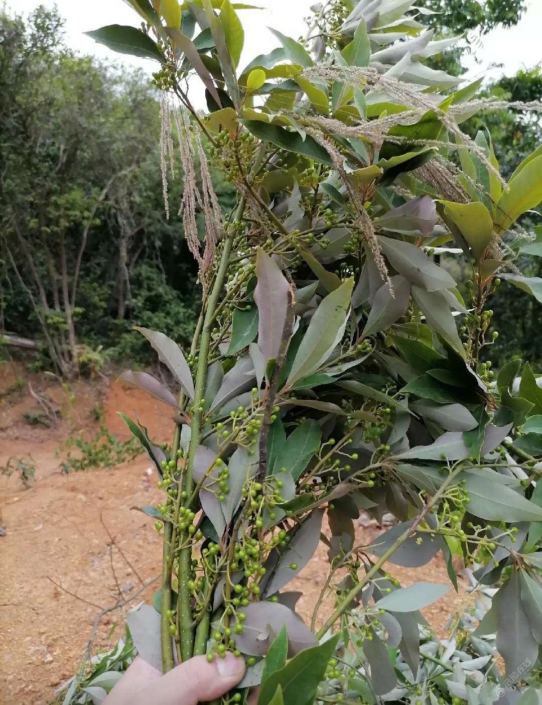 这可是个好东西，但是太多人吃不来这个味…-1.jpg