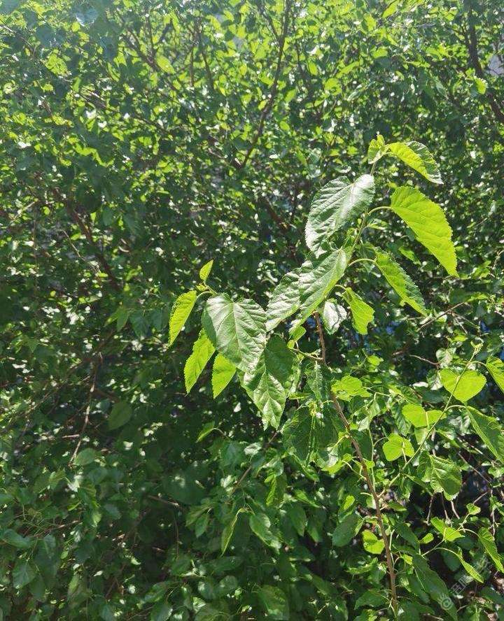 这一棵树每天看着它从枯树一点点变化，到现在枝繁叶茂-1.jpg