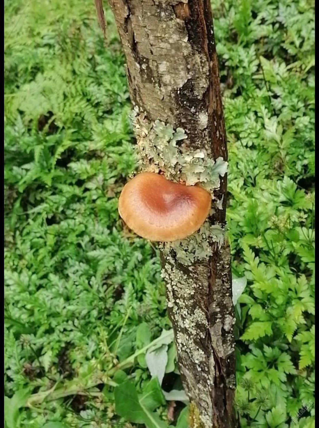 劳动节，接黄莲籽，顺便讨点香菇，银耳，收获不错-1.jpg
