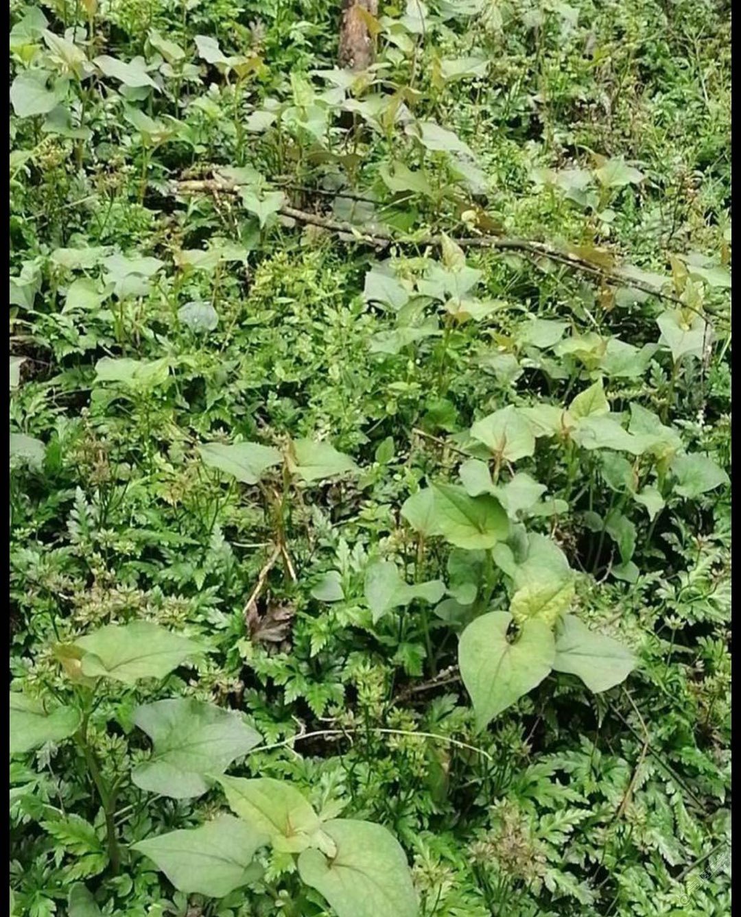 劳动节，接黄莲籽，顺便讨点香菇，银耳，收获不错-2.jpg