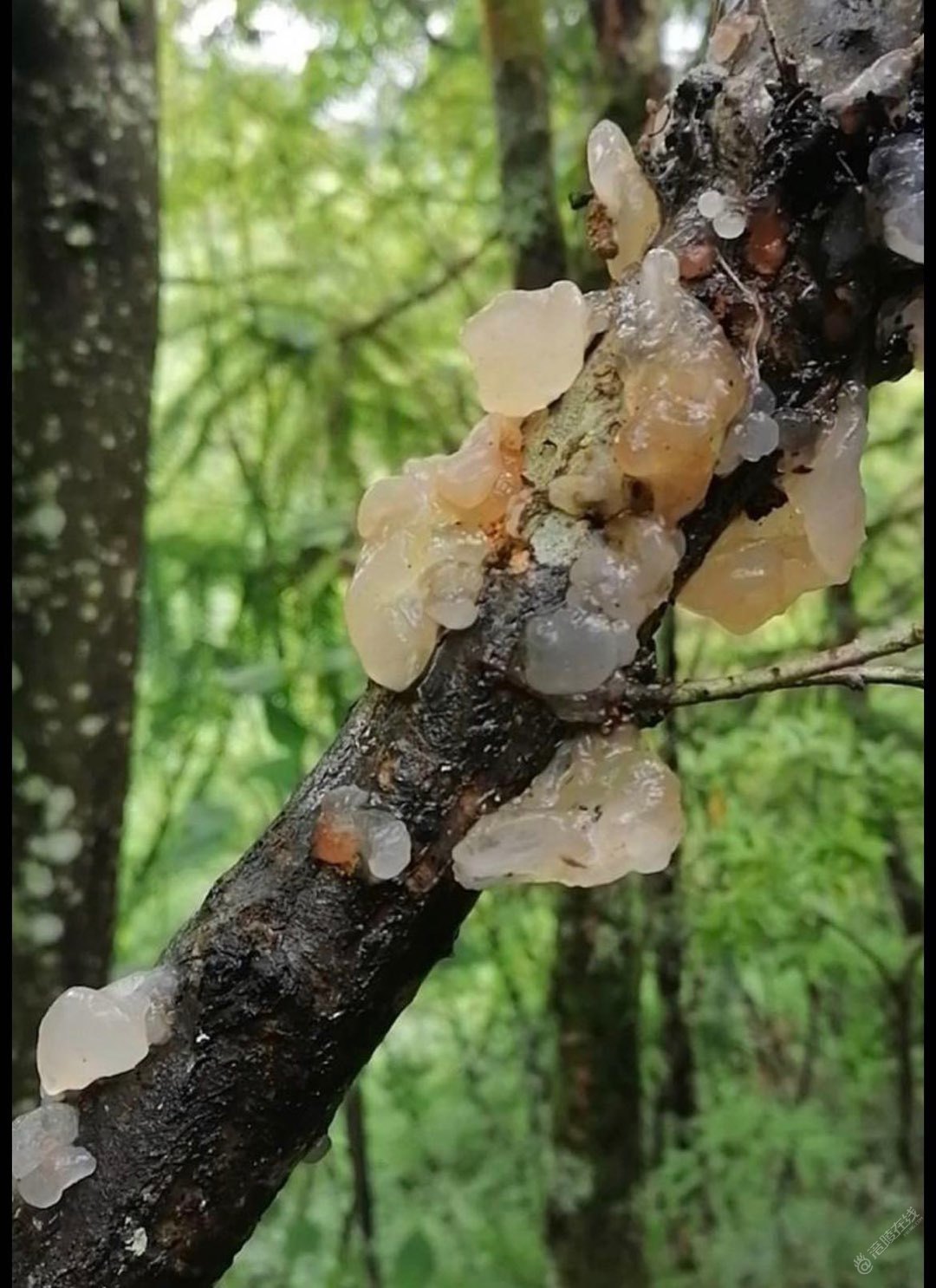 劳动节，接黄莲籽，顺便讨点香菇，银耳，收获不错-3.jpg