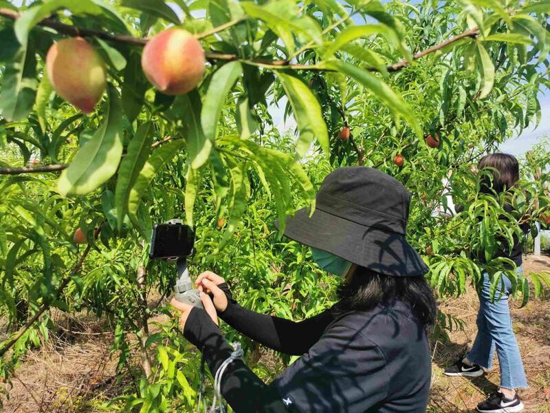 内自同城 | 内江东兴区这里的千亩夏满蜜桃等你来摘！-1.jpeg