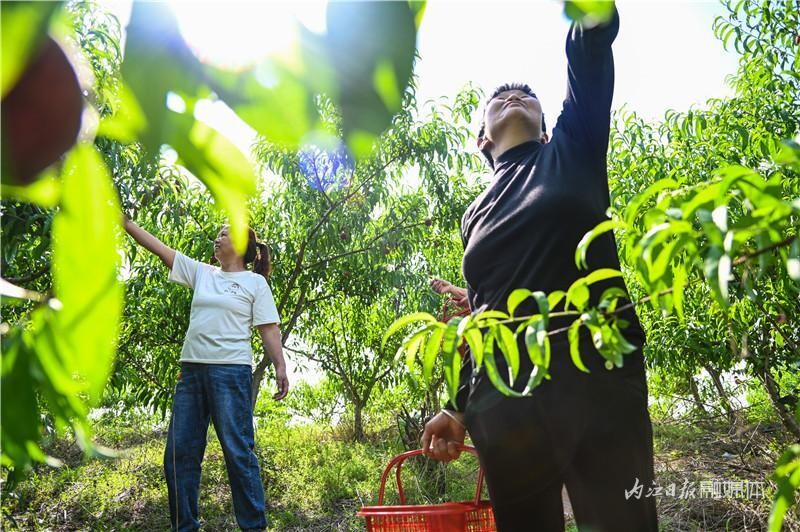 内自同城 | 一起冲，到内江这个千亩桃园摘桃去！-8.jpeg