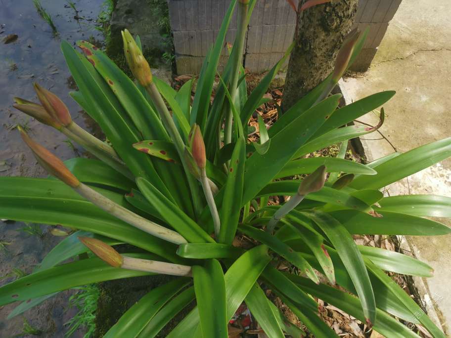 漂亮！我家屋门前的这个花花要盛开了！-1.jpg