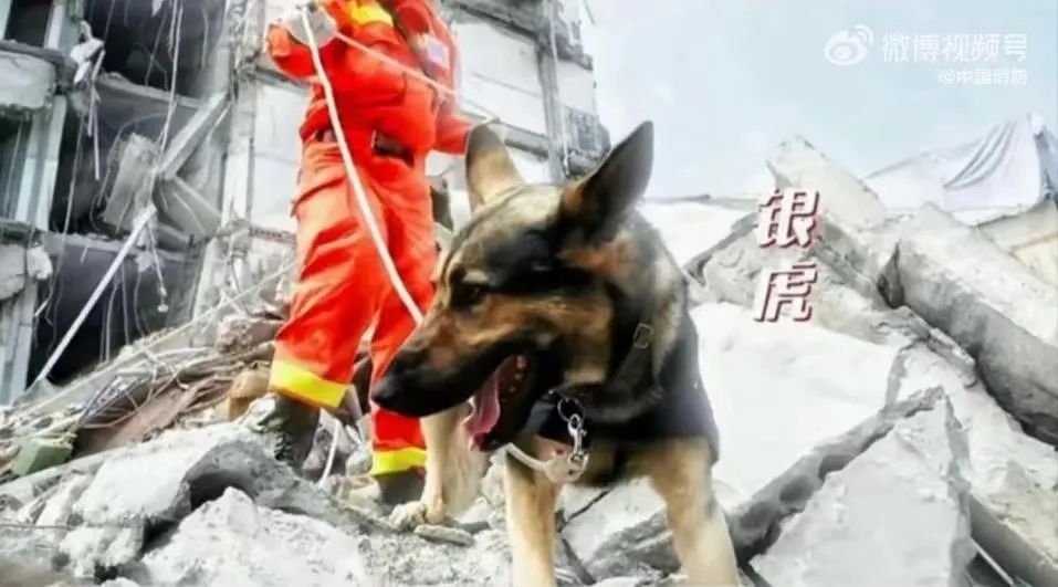 记住它们！67只汶川地震搜救犬已全部离世-1.jpg
