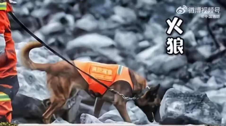 记住它们！67只汶川地震搜救犬已全部离世-3.jpg