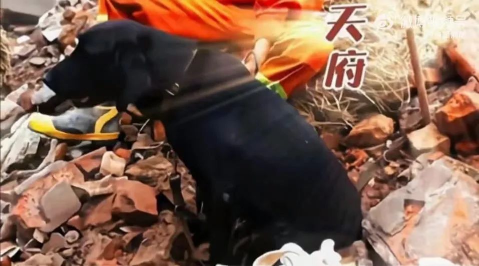 记住它们！67只汶川地震搜救犬已全部离世-2.jpg