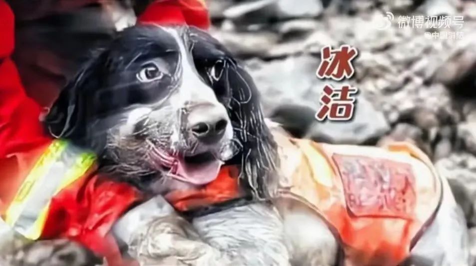 记住它们！67只汶川地震搜救犬已全部离世-4.jpg
