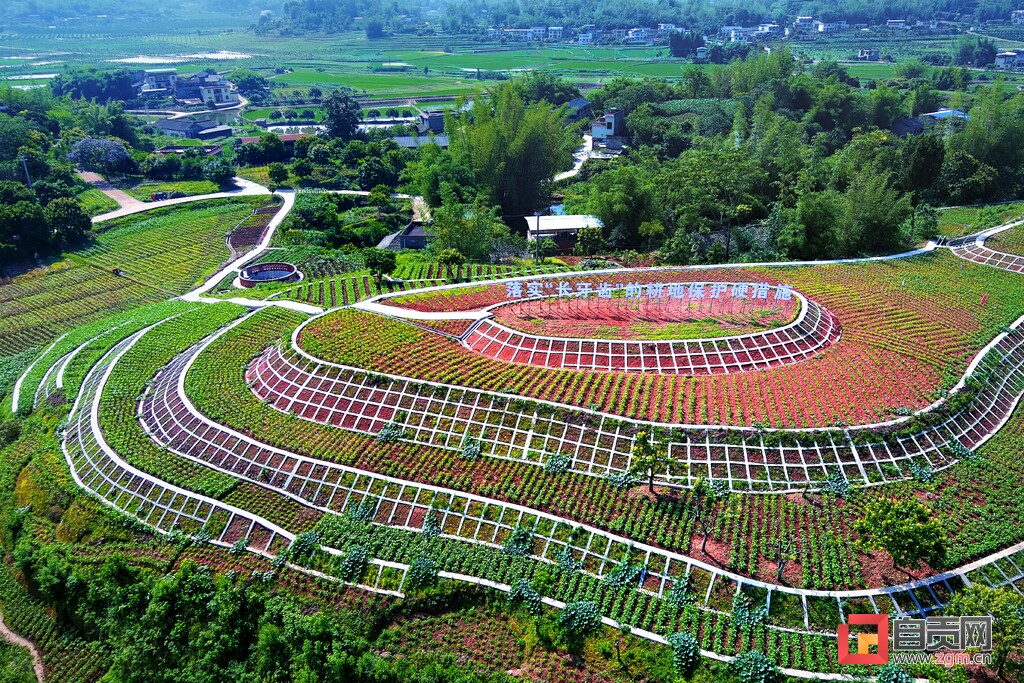 富顺县怀德镇打造全县规模最大的大豆净作示范片-1.jpg