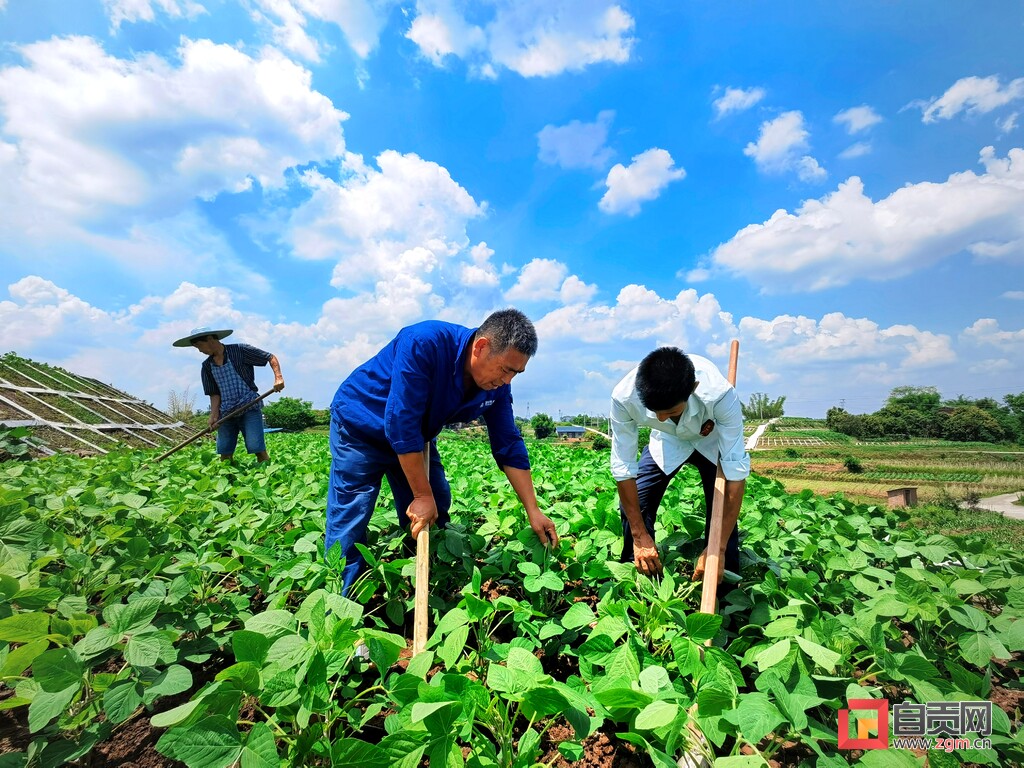 富顺县怀德镇打造全县规模最大的大豆净作示范片-4.jpg