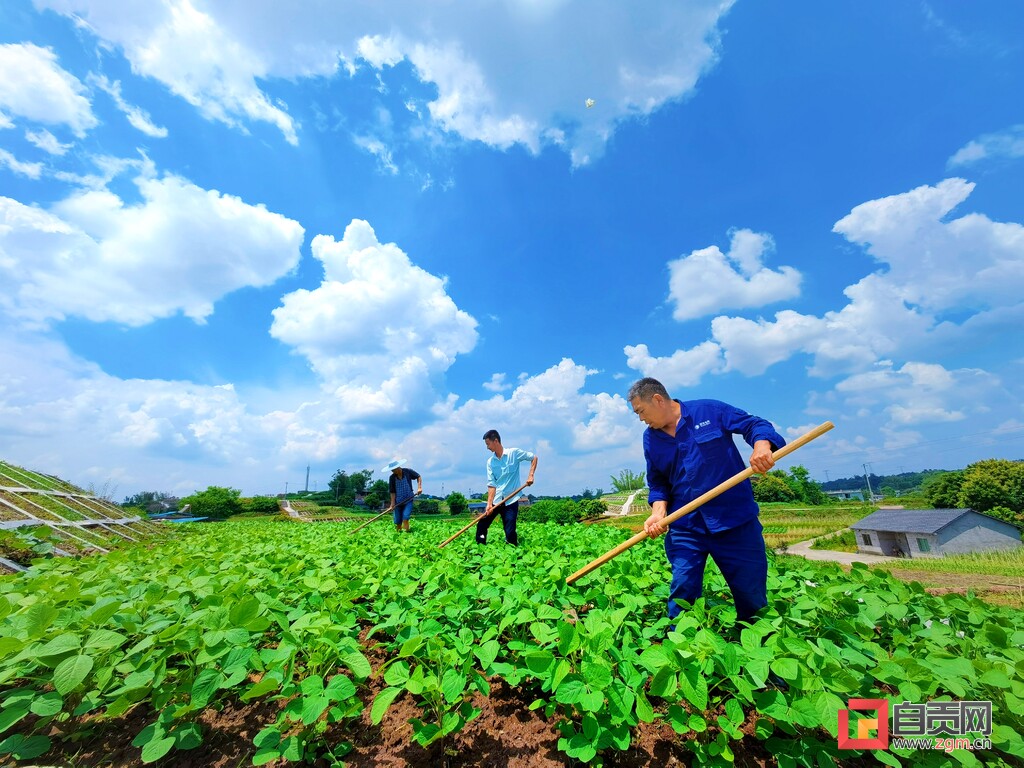 富顺县怀德镇打造全县规模最大的大豆净作示范片-5.jpg