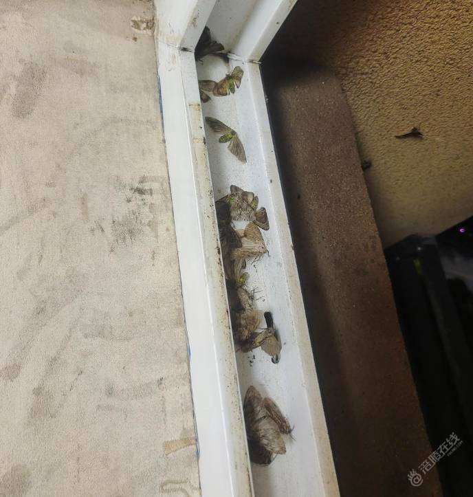 好恶心！谁知道如何处理这种东西？你们家有没这种情况呀？-1.jpg