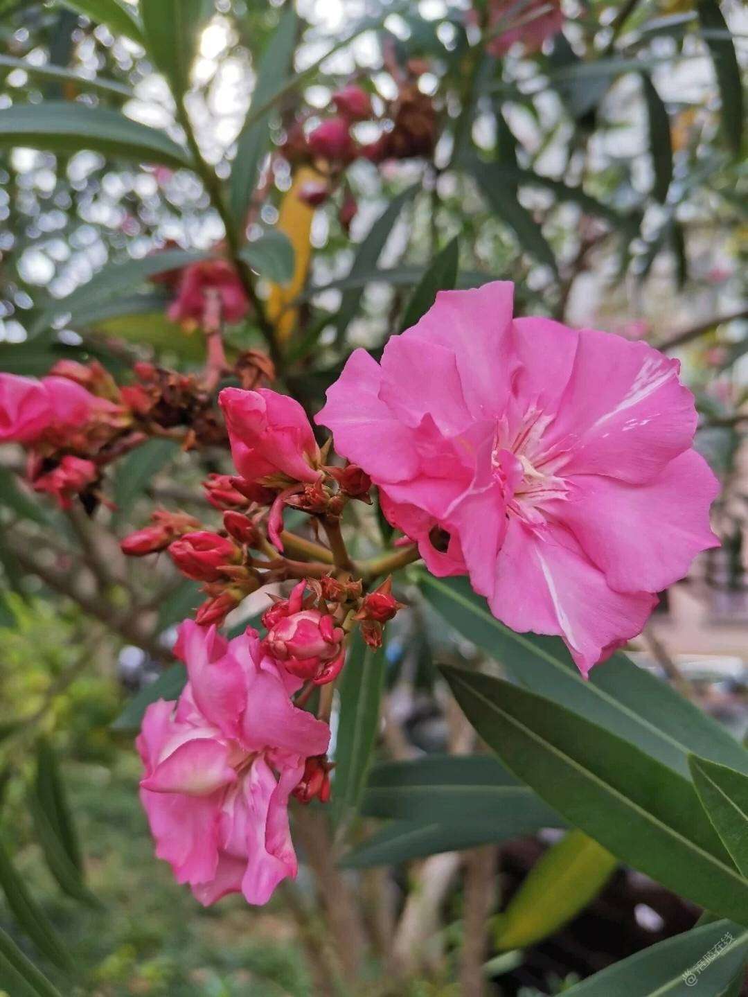 这是什么花？今天路过看到的-1.jpg