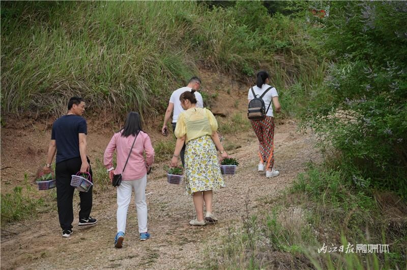 内自同城 | 入园随便吃！威远护林村的杨梅熟了，想吃的抓紧哦！-11.jpeg
