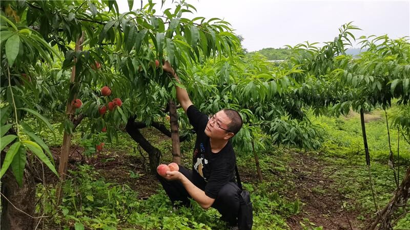 内自同城 | 稀奇！内江这里的桃子树上结李子，味道还多好！-1.jpeg