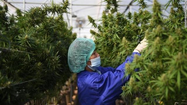 泰国成亚洲首个大麻合法化国家-2.jpg