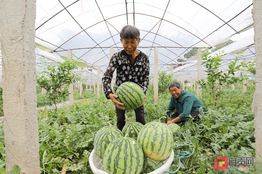 李脆瓜甜 首届富顺·兜山·百里冲瓜果采摘节开幕-6.jpg