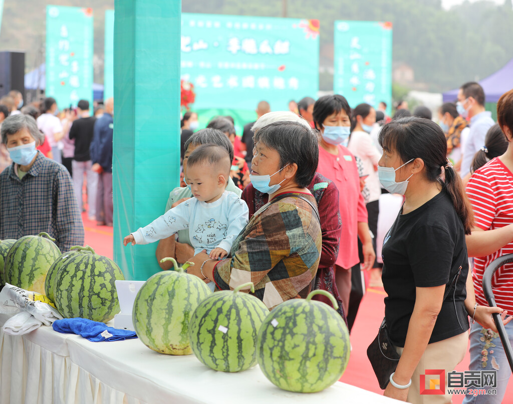 李脆瓜甜 首届富顺·兜山·百里冲瓜果采摘节开幕-4.jpg