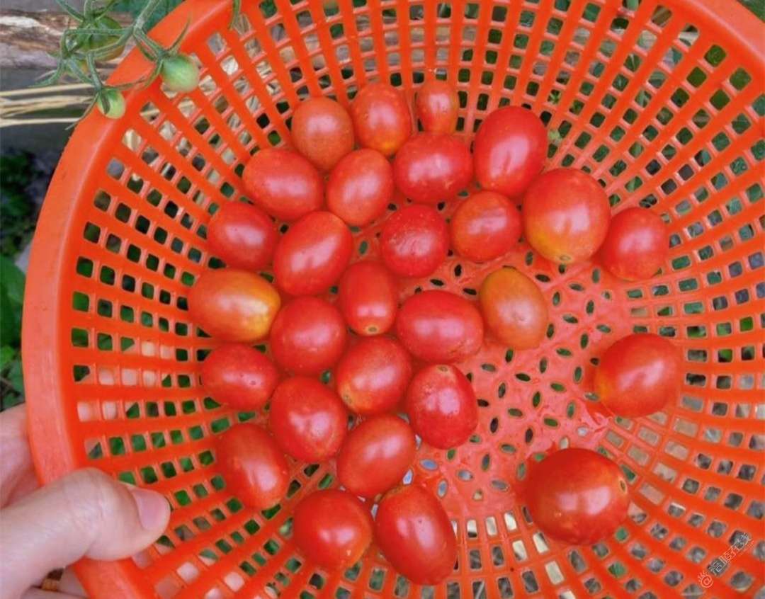 花9.9买的苗，朝天椒、小番茄收获满满，农村小院就是好-1.jpg