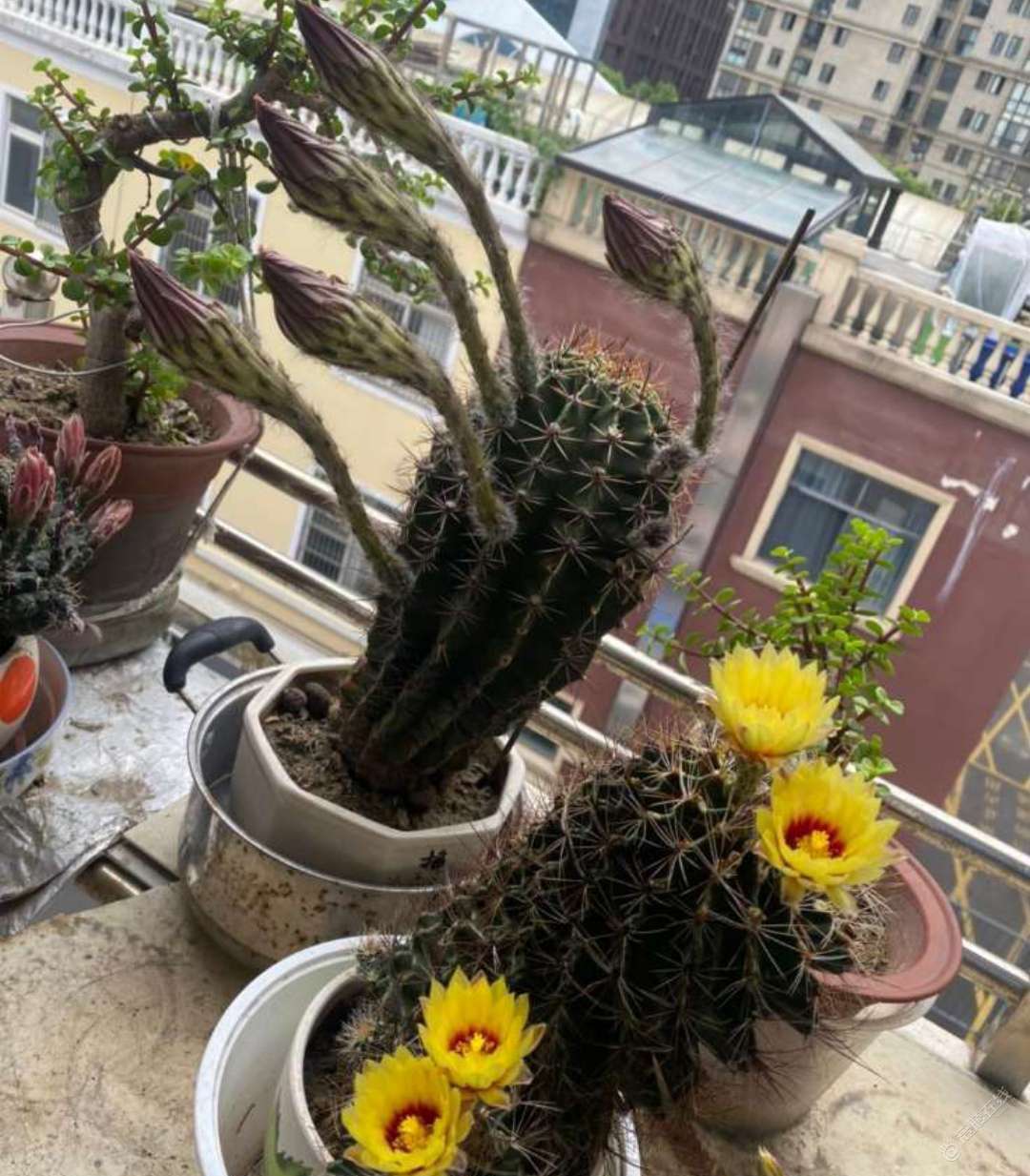 你们养花吗？我家的花开了一拨又一拨，给你们看看.-1.jpg